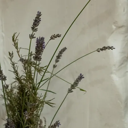 Hébergement de vacances Numero 8 A Traditional Basque Village Homestead *